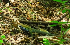 Aspidoscelis motaguae