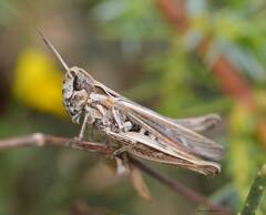 Chorthippus brunneus