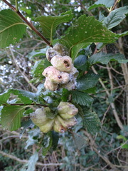 Eriosoma lanuginosum