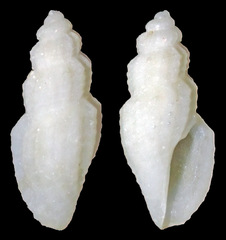 Eucithara