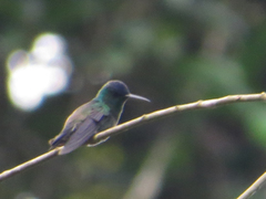 Saucerottia cyanifrons