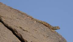 Agama tassiliensis