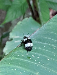 Barytopus lunulatus