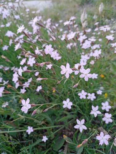 Dianthus furcatus