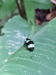 Barytopus lunulatus