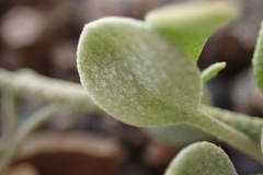 Physaria geyeri