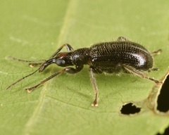 Eugnamptus angustatus