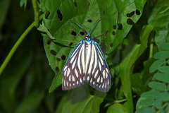 Cyclosia papilionaris