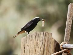 Oenanthe leucopyga