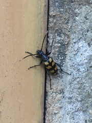 Leptura