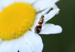 Micropterix aglaella