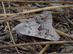 Drasteria scrupulosa