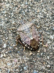 Halyomorpha halys