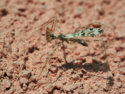 Stenolemus novaki
