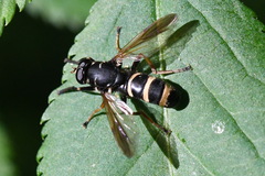 Temnostoma bombylans