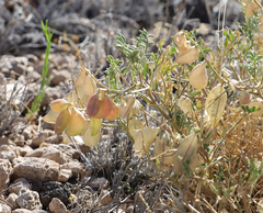 Astragalus allochrous playanus