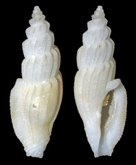 Eucithara