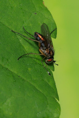 Dolichopus eudactylus