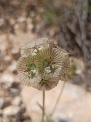 Lomelosia stellata