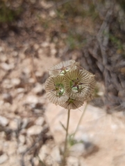 Lomelosia stellata