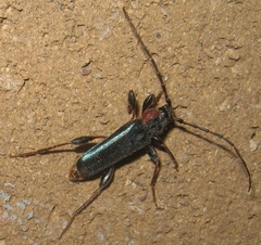Phymatodes