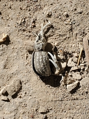 Ophryastes speciosus