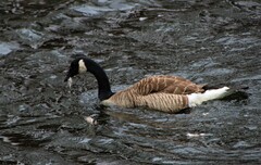 Branta canadensis