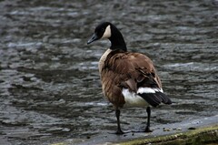 Branta canadensis