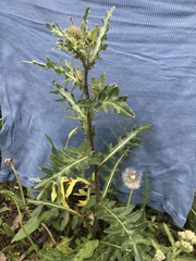 Cirsium osterhoutii