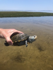 Malaclemys terrapin macrospilota