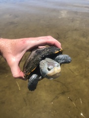 Malaclemys terrapin macrospilota
