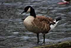 Branta canadensis