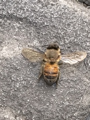 Apis mellifera