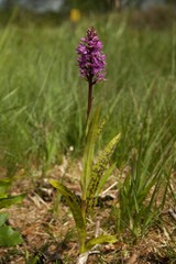 Dactylorhiza praetermissa junialis