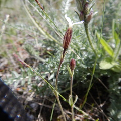 Silene taimyrensis