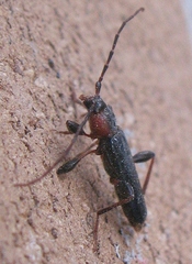 Phymatodes