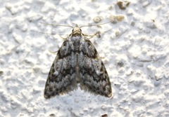 Nola cicatricalis