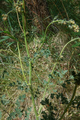 Thalictrum foetidum
