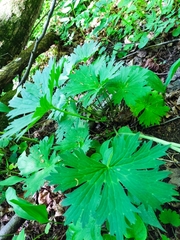 Aconitum lasiostomum