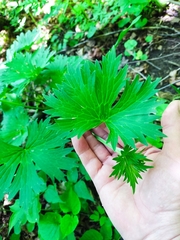 Aconitum lasiostomum