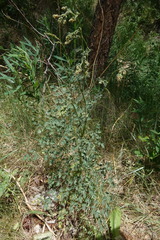 Thalictrum foetidum