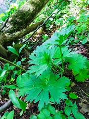 Aconitum lasiostomum