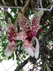 Stanhopea hernandezii