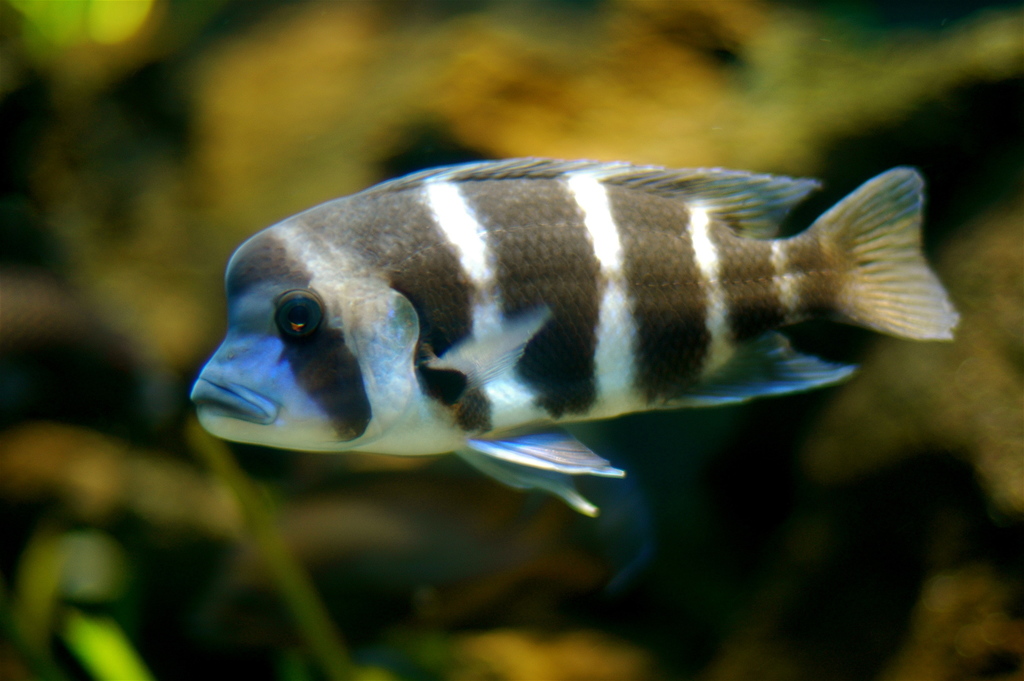 Humphead Cichlid