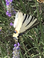 Iphiclides podalirius