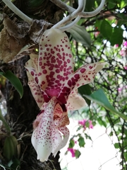 Stanhopea hernandezii