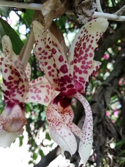 Stanhopea hernandezii