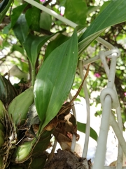 Stanhopea hernandezii