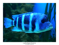 Humphead Cichlid photo 2