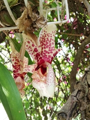 Stanhopea hernandezii